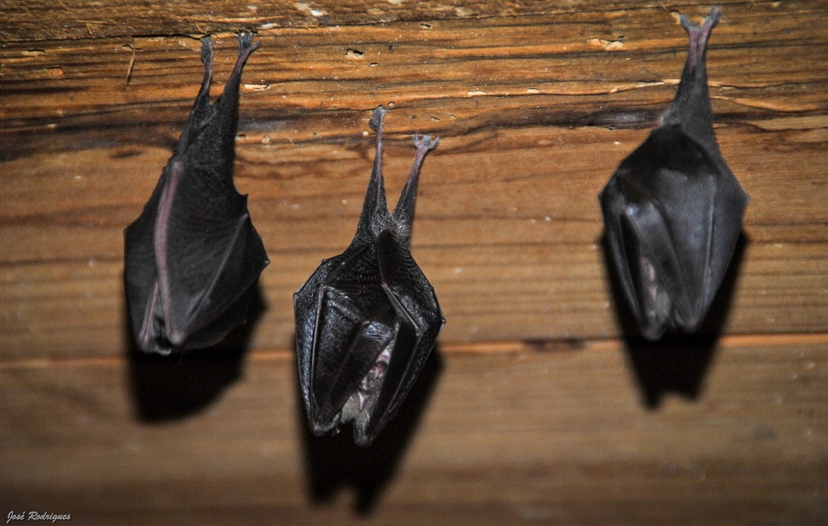 UTAD estuda o comportamento dos morcegos