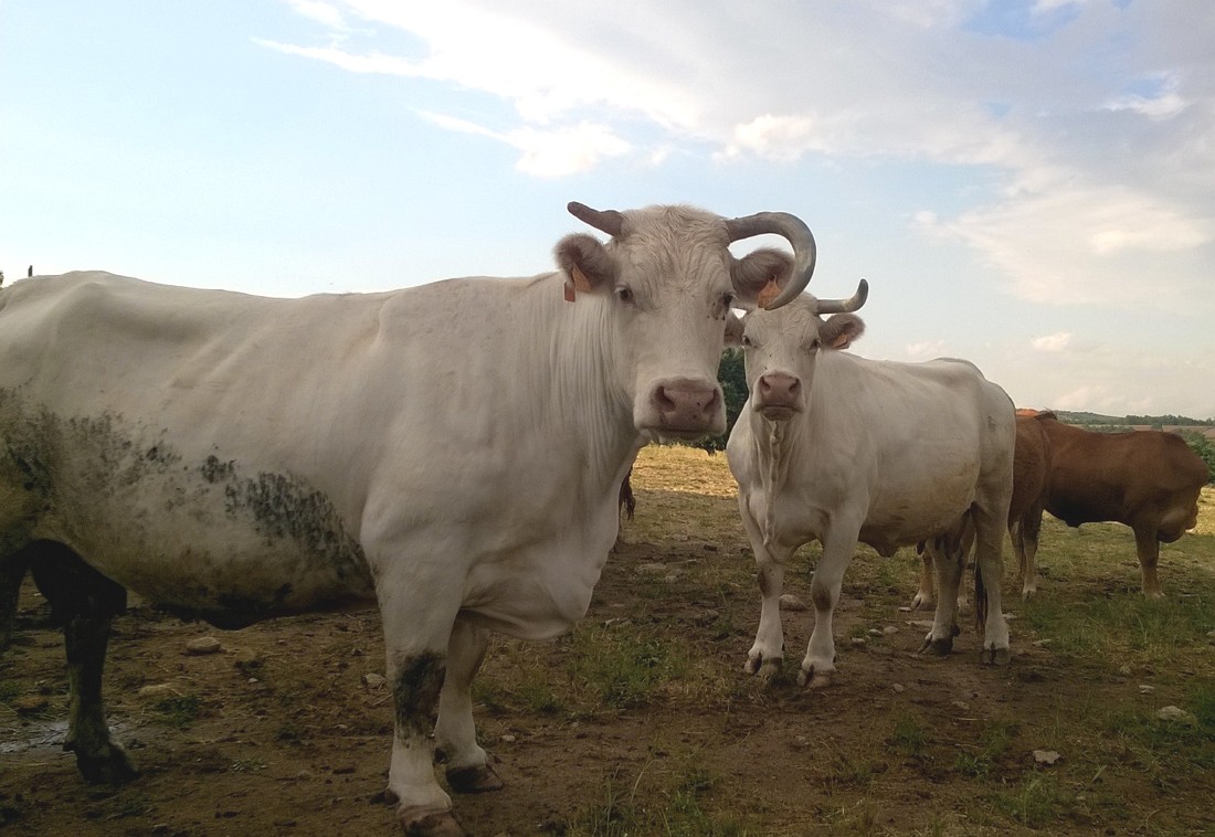 Urina de vaca tem muitas vantagens na fertilização agrícola