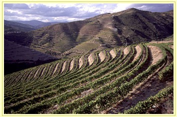 Alto Douro Vinhateiro: