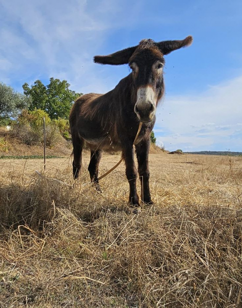 Mais de 3.000 burros de Miranda apadrinhados em 18 anos