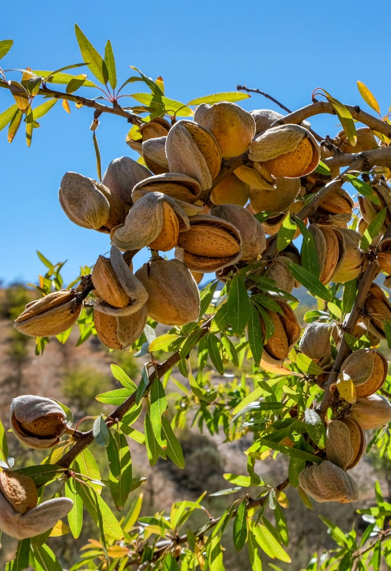 Produção de amêndoa cai para metade em Vila Flor e Alfândega da Fé