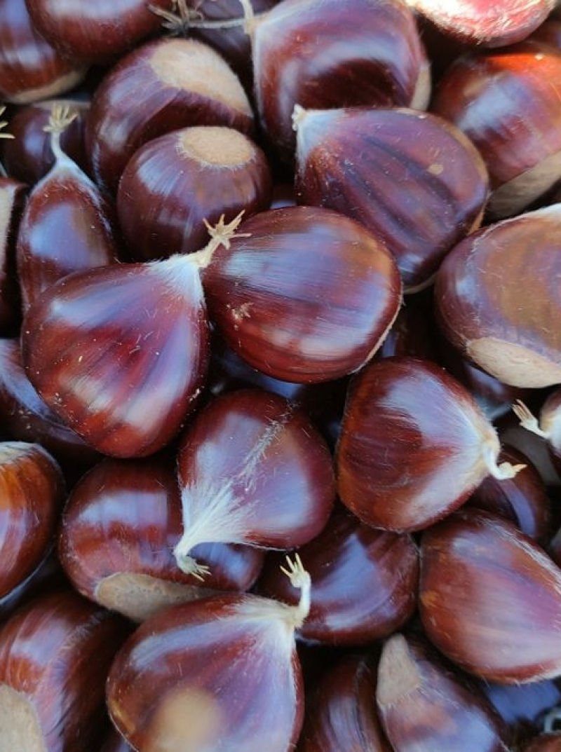 Produção de castanha deve triplicar este ano em Valpaços