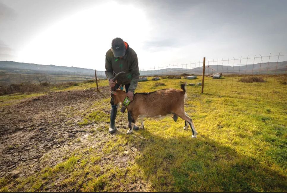 Criadores da serra do Alvão seguem pelo telemóvel cabras e vacas com coleiras GPS